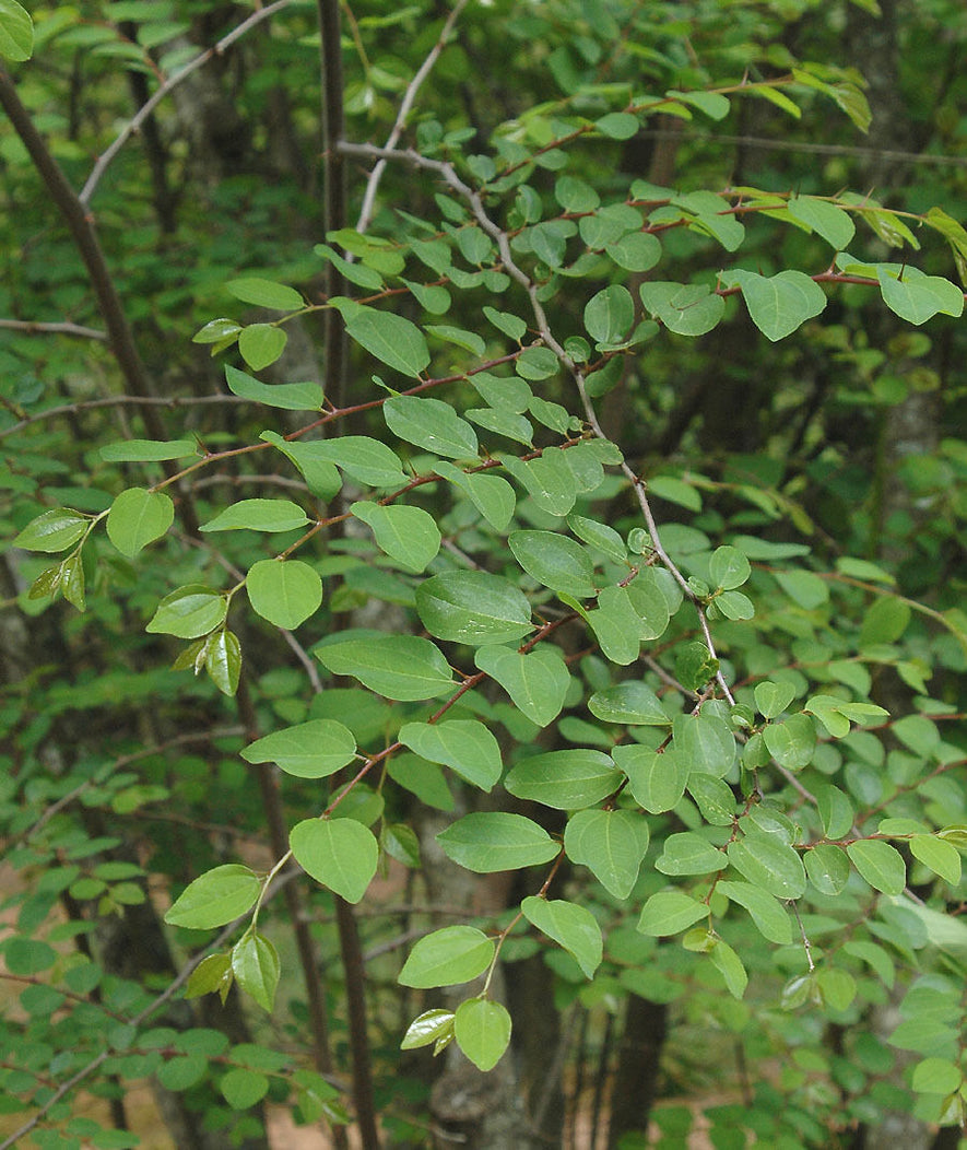 Paulownia Catalpifolia, Catalpa Paulownia Seeds