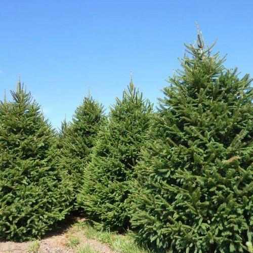 planting spruce seeds Picea abies: Norway Spruce Seeds