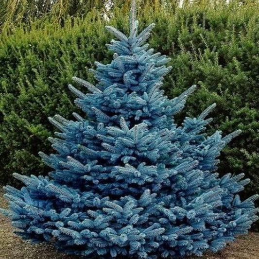 Picea pungens 'Glauca': Colorado Blue Spruce Seeds