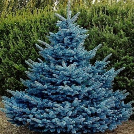Picea pungens 'Glauca': Colorado Blue Spruce Seeds