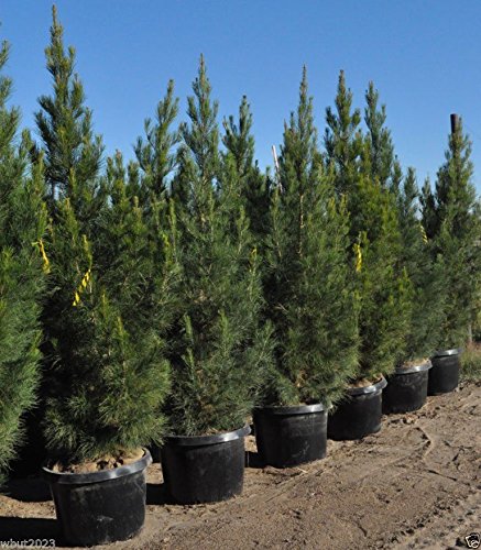 Pinus eldarica: Afghan or Mondell Pine Seeds