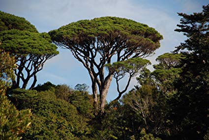 Pinus pinea: Italian Stone Pine Seeds