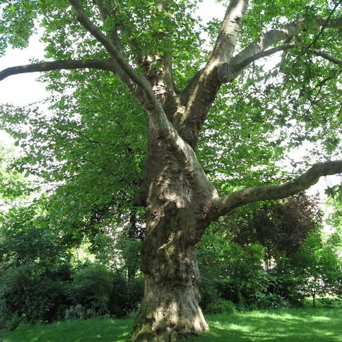 Platanus acerifolia: London Planetree Seeds