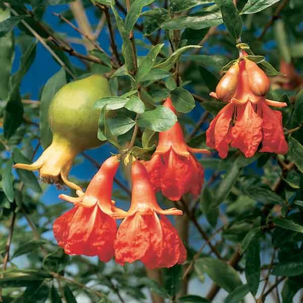 pomegranate seeds for planting for sale Punica granatum 'Nana': Dwarf Pomegranate Seeds