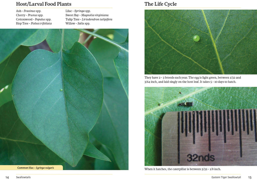 Raising Butterflies in the Garden