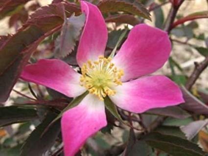 red rose seeds online Rosa Rubrifolia 'Glauca': Red Leaf Rose Seeds