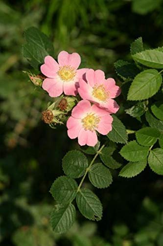 orange roses seeds Rosa eglanteria: Sweet Briar Rose Seeds