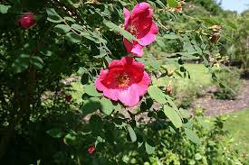red rose seeds online Rosa moyesii: Moyes Rose Seeds