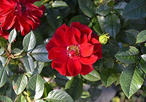 Rosa Rugosa 'Rubra': Red Rugosa Rose Seeds