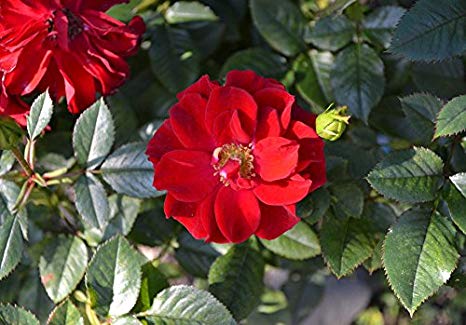 Rosa rugosa 'Rubra': Red Rugosa Rose Seeds