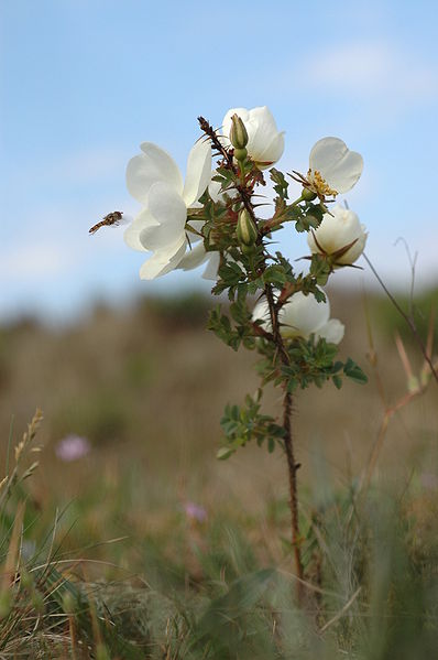 Rosa spinosissima: Scotch Rose Seeds