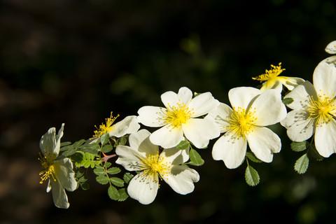Rosa xanthina: Manchu Rose Seeds