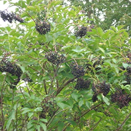 elderberry plant seeds Sambucus canadensis: American Elderberry Seeds