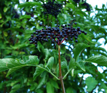 Sambucus nigra: European Elder Seeds