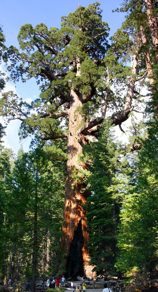 Sequoiadendron giganteum: Giant Sequoia Seeds