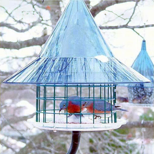 Sky Cafe Bluebird Feeder