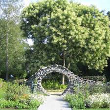 pagoda flower seeds Sophora japonica: Japanese Pagoda Tree Seeds