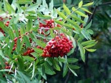 Sorbus pohuashanensis: Oriental Ash Seeds