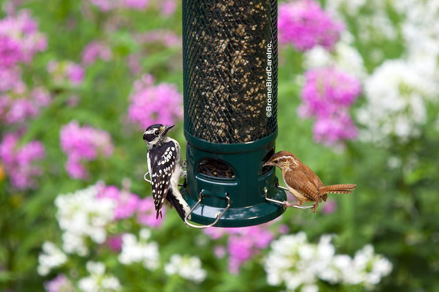 Squirrel Buster Legacy Wild Bird Feeder