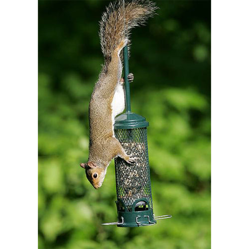 Squirrel Buster Mini Squirrel Proof Bird Feeder