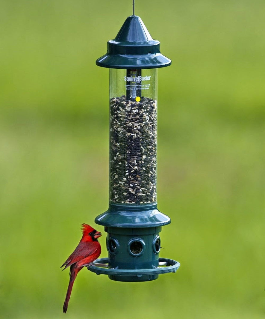 Squirrel Buster Plus Bird Feeder