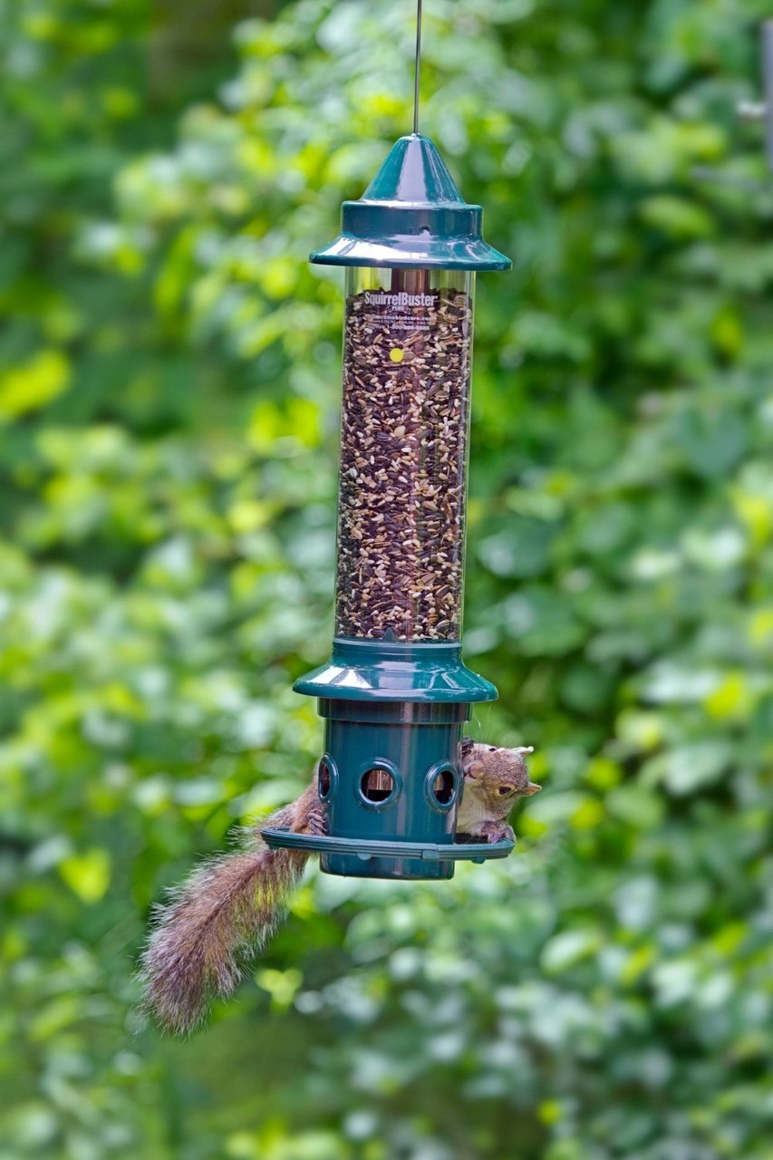 Squirrel Buster Plus Bird Feeder