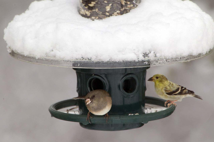 Squirrel Buster Plus Weatherguard