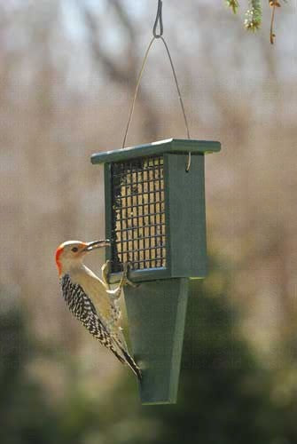 Suet Feeder with Tail Prop