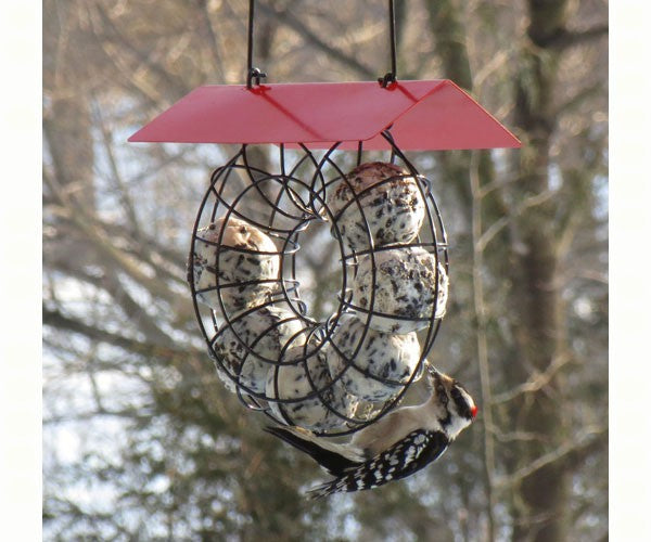 Suet & Seed Ball Feeder Red Roof