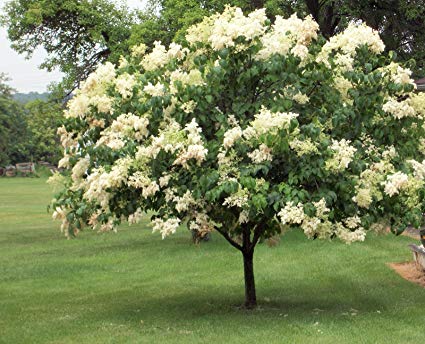 lilac seeds planting Syringa reticulata: Japanese Tree Lilac Seeds