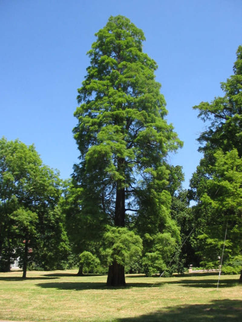 Taxodium distichum, Baldcypress Seeds