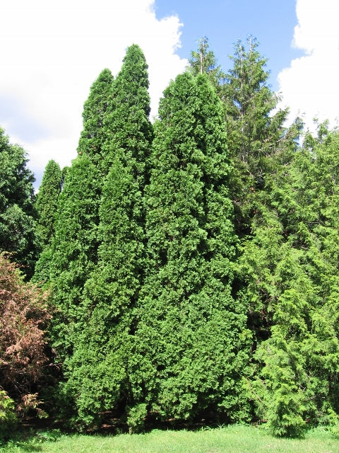 arborvitae seeds for planting Thuja occidentalis: White Cedar or Eastern Arborvitae Seeds