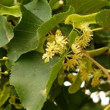 linden flower seeds Tilia cordata: Littleleaf Linden Seeds