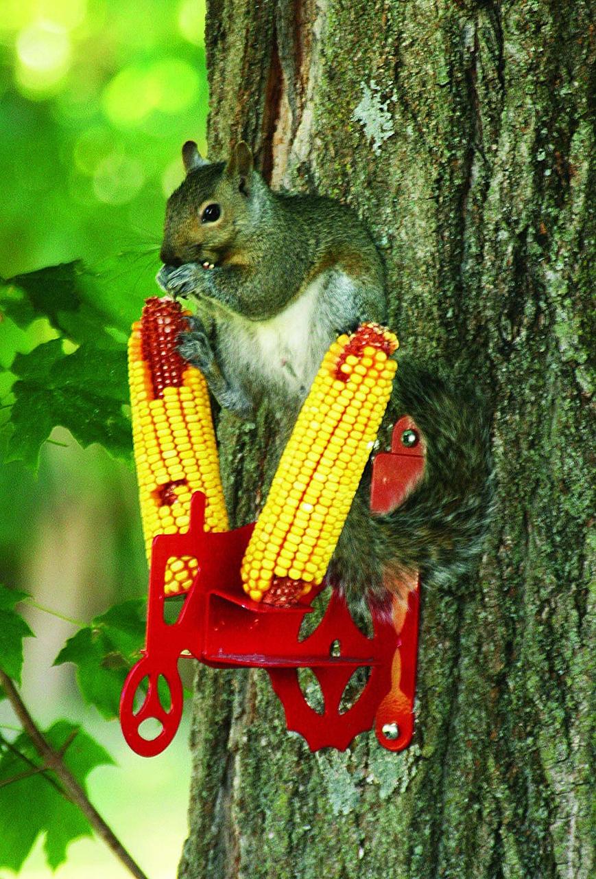 Tractor Cob Squirrel Feeder