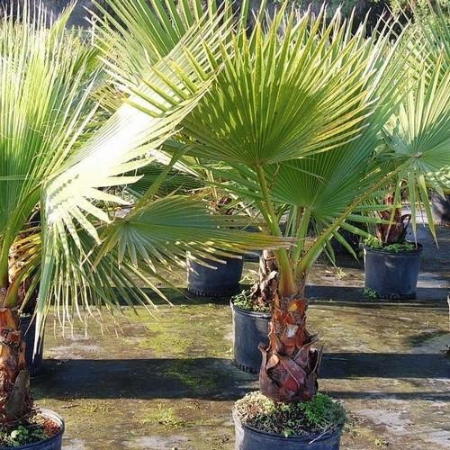 planting palm seeds Washingtonia robusta
