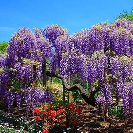 planting wisteria seeds Wisteria sinensis: Chinese Wisteria Seeds