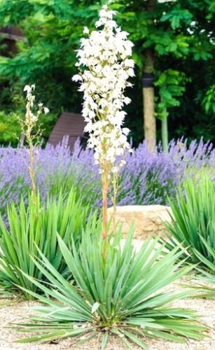 Yucca filamentosa