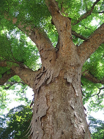 Zelkova serrata: Japanese Zelkova Seeds