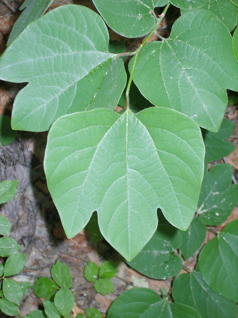 Lindera obtusiloba: Japanese Spicebush Seeds