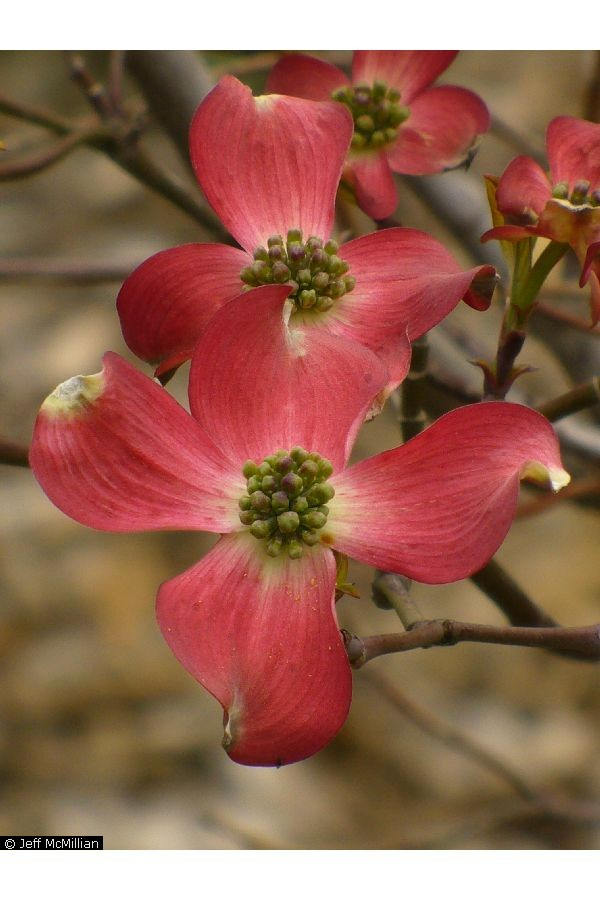 Cornus florida 'Rubra': Pink Flowering Dogwood Seeds