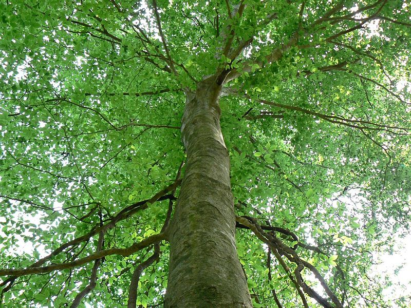 planting beech tree seeds American Beech Seeds