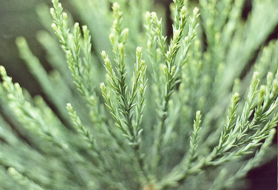 Sequoiadendron giganteum: Giant Sequoia Seeds