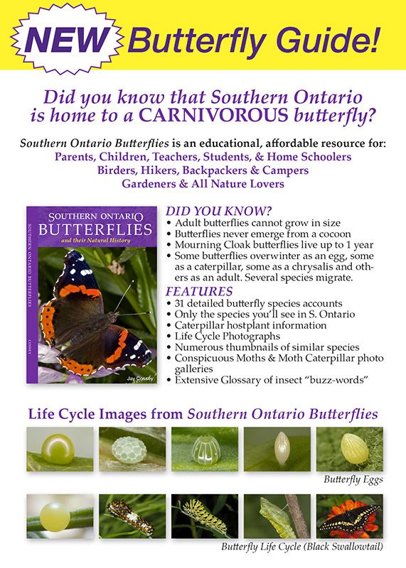 Southern Ontario Butterflies and their Natural History