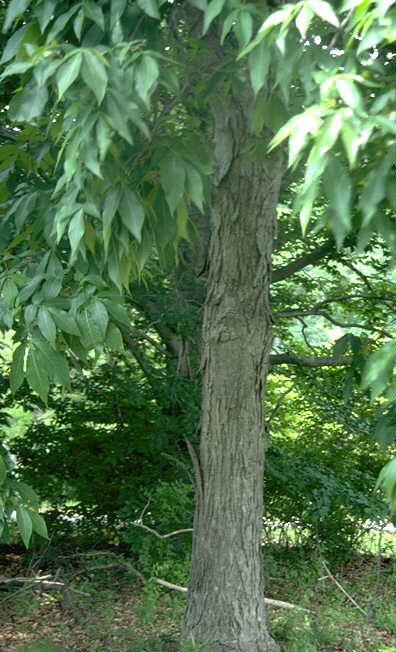 Carya ovata: Shagbark Hickory Seeds