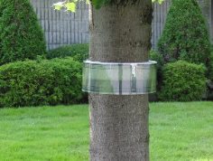 Bug Barrier Tree Band Kit, 10ft