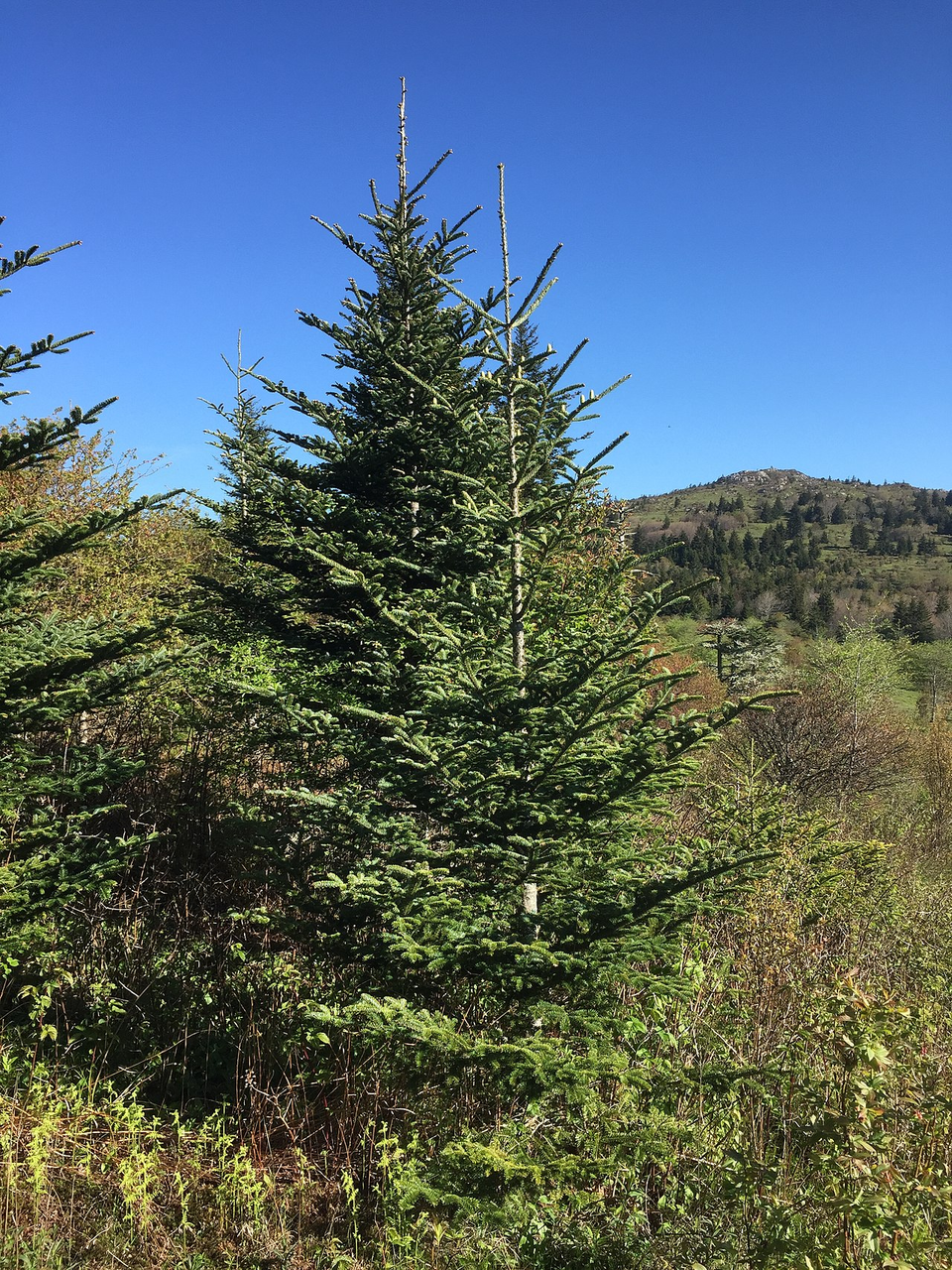 Fraser fir deals