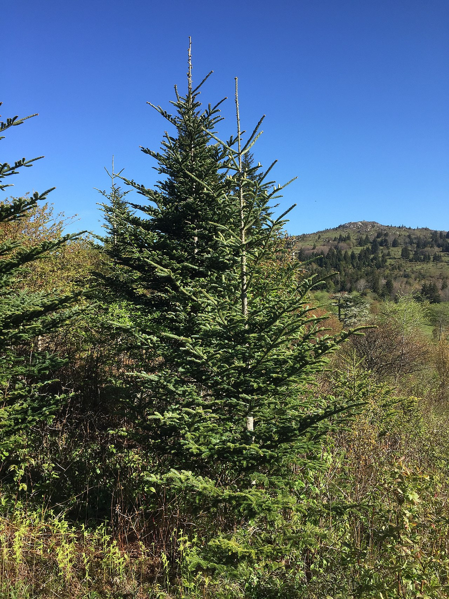 Abies fraseri: Fraser Fir Seeds