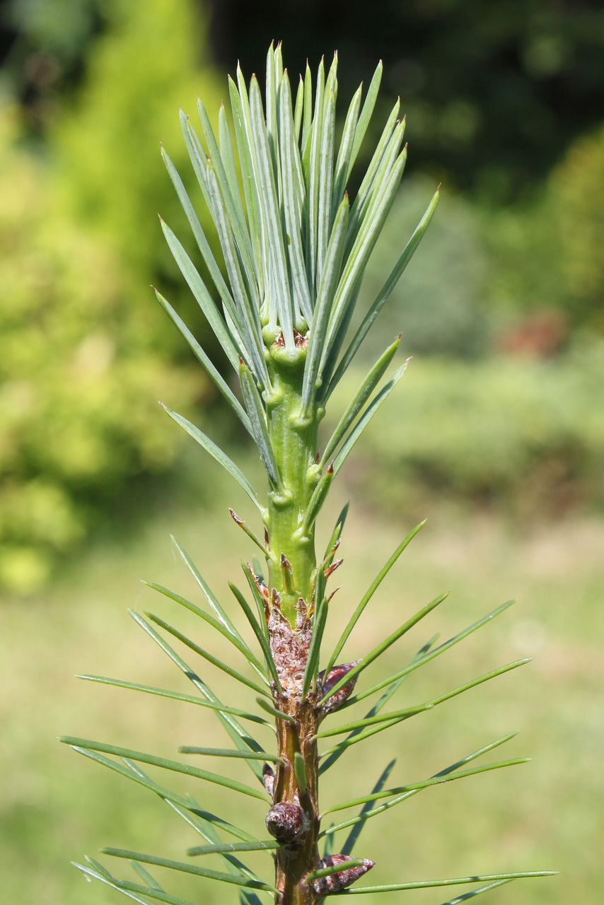 Pseudotsuga menziesii: Douglas-Fir Seeds