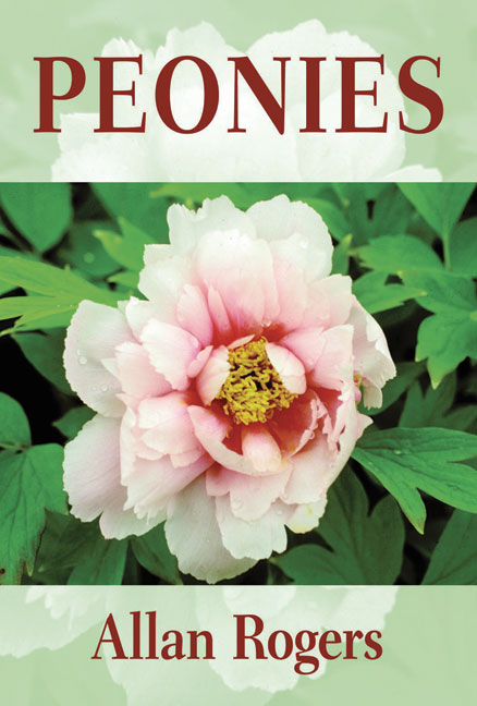 Peonies by Allan Rogers