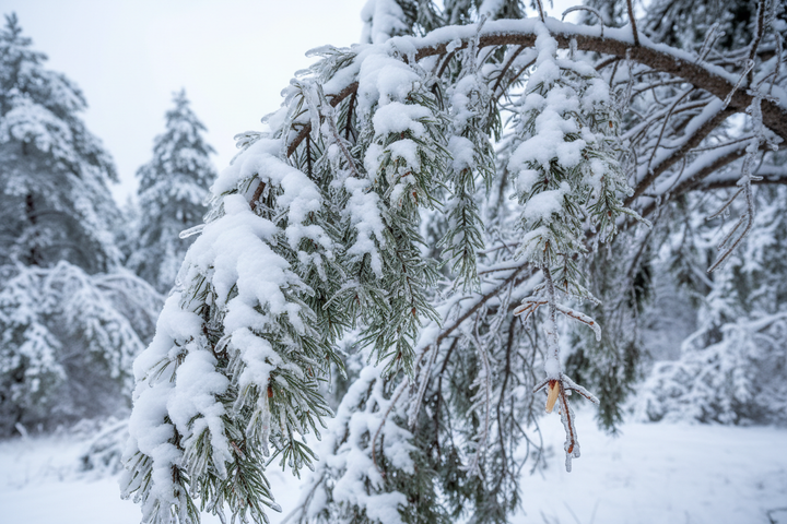 Helping Your Trees Recover After Heavy Snowfall or Freezing Rain — A Practical Guide for Homeowners